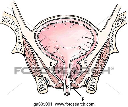 Bladder, prostate and deferent duct. B. Coronal section. Observe the parts of the urethra: prostatic (A), intermediate (membranous) (B), and spongy (C), the obturator internus (D) and levator ani (E) muscles, the perineal membrane (F), and the prostate (P View Large Illustration Clip Art - Bladder, prostate and deferent duct. B. Coronal section. Observe the parts of the urethra: prostatic (A), intermediate (membranous) (B), and spongy (C), the obturator internus (D) and levator ani (E) muscles, the perineal membrane (F), and the prostate (P. Fotosearch