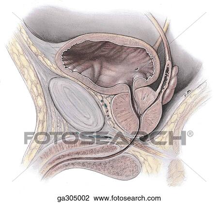Bladder, prostate and deferent duct. Sagittal section. The ejaculatory duct (approx. 2 cm in length) is formed by the union of the deferent duct and duct of the seminal vesicle; it passes anteriorly and inferiorly through the substance of the prostate to View Large Illustration Drawing - Bladder, prostate and deferent duct. Sagittal section. The ejaculatory duct (approx. 2 cm in length) is formed by the union of the deferent duct and duct of the seminal vesicle; it passes anteriorly and inferiorly through the substance of the prostate to . Fotosearch