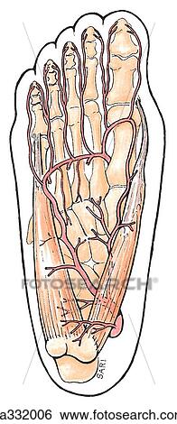 Blood supply of foot. A. Plantar arteries of sole of foot. View Large Illustration Stock Illustration - Blood supply of foot. A. Plantar arteries of sole of foot.. Fotosearch