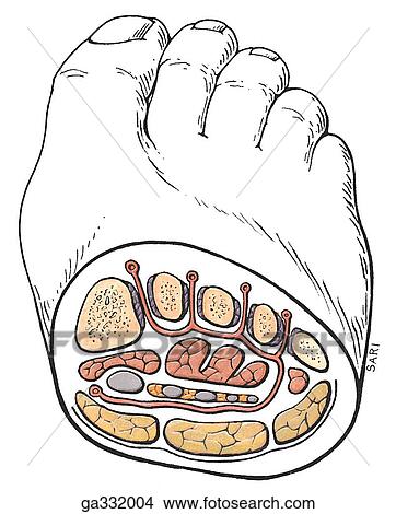 Blood supply of foot. B. Transverse section near bases of metatarsals. The lateral plantar artery courses between the first and second layers of muscles, and then between the third and fourth layers. Green, first layer; orange and gray, second layer; brow View Large Illustration Stock Illustration - Blood supply of foot. B. Transverse section near bases of metatarsals. The lateral plantar artery courses between the first and second layers of muscles, and then between the third and fourth layers. Green, first layer; orange and gray, second layer; brow. Fotosearch