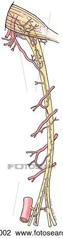 Drawing - Blood supply of posterior aspect of the thigh, posterior view. A. Sciatic nerve.. Fotosearch