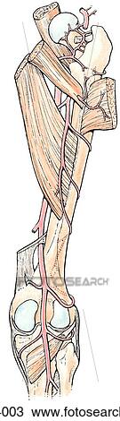 Drawing - Blood supply of posterior aspect of the thigh, posterior view. B. Profunda femoris artery. Observe the continous anastomotic chain of arteries.. Fotosearch