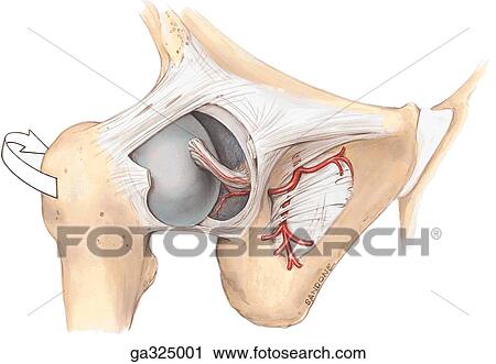 Clip Art - Blood vessels of acetabular fossa and ligament of head of femur. A. Obturator artery, anterolateral view. The hip joint has been dislocated to reveal the ligament of the head of the femur. Note that the obturator artery divides into anterior and posterior. Fotosearch