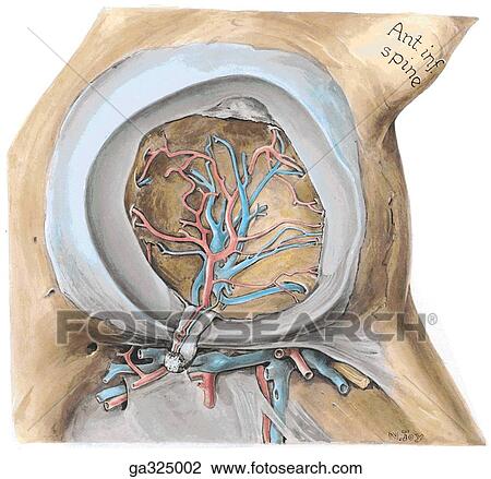 Drawing - Blood vessels of acetabular fossa and ligament of head of femur. B. Acetabular artery and vein, lateral view. The acetabular branches (an artery and vein) pass through the acetabular foramen and enter the acetabular fossa, where they diverge in the fatty . Fotosearch