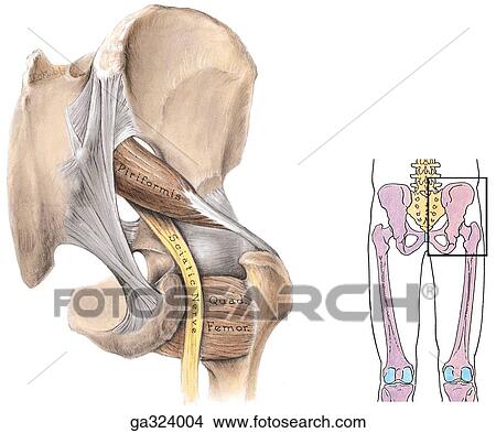 Stock Illustration - Bone and ligaments of gluteal region, posterior view. Insert image indicates orientation of main illustration.. Fotosearch