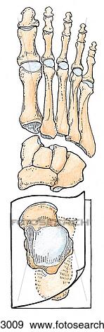 Bones of foot and talocalcanean joint. A. Bones of foot, dorsal view. View Large Illustration Stock Illustration - Bones of foot and talocalcanean joint. A. Bones of foot, dorsal view.. Fotosearch