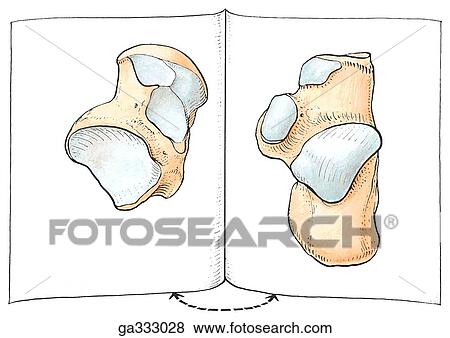 Stock Illustration - Bones of foot and talocalcanean joint. B. Talocalcanean joint. The plantar surface of the talus and dorsal surface of the calcaneus are displayed as pages in a book.. Fotosearch
