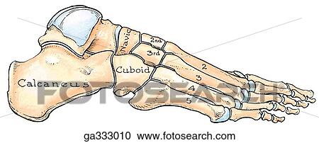 Clipart - Bones of foot, lateral view. A. Lateral view. The lateral part of the longitudinal arch of the foot consists of the calcaneus, cuboid and fourth and fifth metatarsals.. Fotosearch