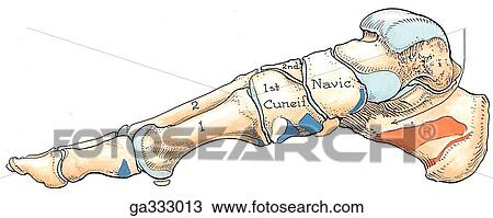Bones of foot, lateral view. B. Medial view. The medial part of the longitudinal arch of the foot consists of the calcaneus, talus, navicular, three cuneiforms, and first, second and third metatarsals. View Large Illustration Drawing - Bones of foot, lateral view. B. Medial view. The medial part of the longitudinal arch of the foot consists of the calcaneus, talus, navicular, three cuneiforms, and first, second and third metatarsals.. Fotosearch