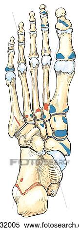 Stock Illustration - Bones of foot, plantar view. A. Muscle attachments.. Fotosearch