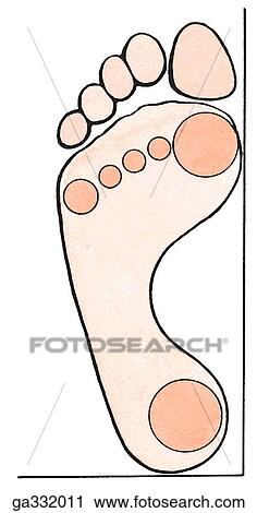 Bones of foot, plantar view. B. Weight-bearing areas. The weight of the body is transmitted to the talus from the tibia to the fibula; it is then transmitted to the tuberosity of the calcaneus, the heads of the second to the fifth metatarsals, and the sesa View Large Illustration Clip Art - Bones of foot, plantar view. B. Weight-bearing areas. The weight of the body is transmitted to the talus from the tibia to the fibula; it is then transmitted to the tuberosity of the calcaneus, the heads of the second to the fifth metatarsals, and the sesa. Fotosearch