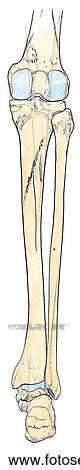 Clip Art - Bones of leg, posterior view.. Fotosearch