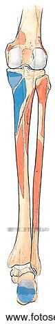 Drawing - Bones of leg, posterior view.. Fotosearch