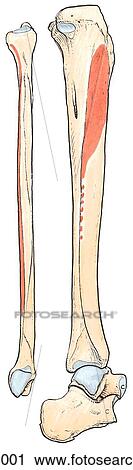 Bones of leg, showing muscle attachments in anterior and lateral compartments. C. Disarticulated tibia and fibula, showing opposed aspects. View Large Illustration Clip Art - Bones of leg, showing muscle attachments in anterior and lateral compartments. C. Disarticulated tibia and fibula, showing opposed aspects.. Fotosearch
