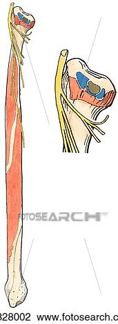Bones of leg, showing muscle attachments in anterior and lateral compartments. B. Fibula, lateral view. View Large Illustration Drawing - Bones of leg, showing muscle attachments in anterior and lateral compartments. B. Fibula, lateral view.. Fotosearch