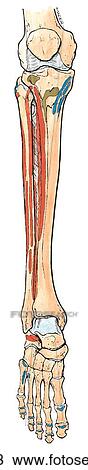 Drawing - Bones of leg, showing muscle attachments in anterior and lateral compartments. A. Tibia and fibula, and dorsum of foot, anterior view.. Fotosearch