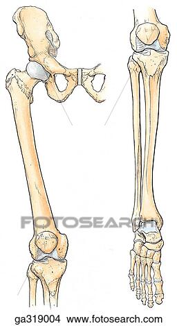 Bones of lower limb. A. Anterior view. View Large Illustration Stock Illustration - Bones of lower limb. A. Anterior view.. Fotosearch