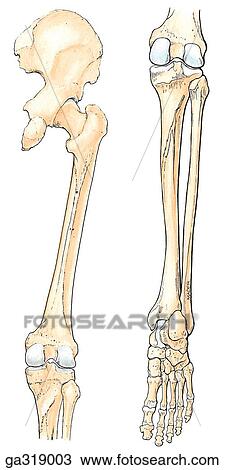 Drawing - Bones of lower limb. B. Posterior view.. Fotosearch