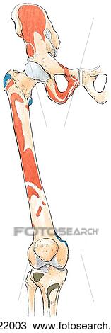 Bones of lower limb showing muscle attachments. A. Anterior view. View Large Illustration Drawing - Bones of lower limb showing muscle attachments. A. Anterior view.. Fotosearch