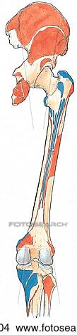 Bones of lower limb showing muscle attachments. B. Posterior view. View Large Illustration Stock Illustration - Bones of lower limb showing muscle attachments. B. Posterior view.. Fotosearch