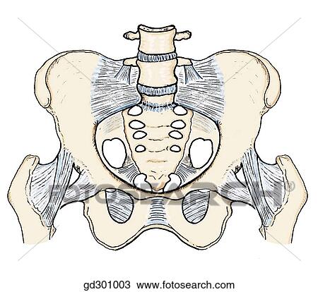 Bony landmarks and ligaments of the pelvis. Superior aperture and ligaments of female pelvis. View Large Illustration Drawing - Bony landmarks and ligaments of the pelvis. Superior aperture and ligaments of female pelvis.. Fotosearch
