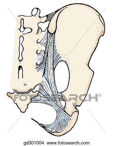 Stock Illustration - Bony landmarks and ligaments of the pelvis. Dorsal view of pelvis.. Fotosearch
