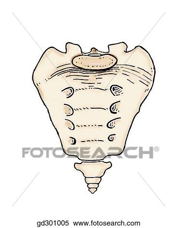 Stock Illustration - Bony landmarks and ligaments of the pelvis. Anterior surface of sacrum and coccyx.. Fotosearch
