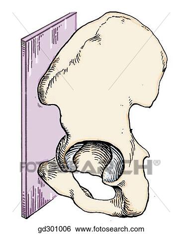 Bony landmarks and ligaments of the pelvis. Pelvic orientation standing position. View Large Illustration Stock Illustration - Bony landmarks and ligaments of the pelvis. Pelvic orientation standing position.. Fotosearch
