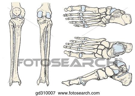 Stock Illustration - Bony landmarks of leg and foot. Foot shown in plantar view, dorsal view, and medial view.. Fotosearch