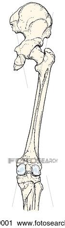 Clip Art - Bony landmarks of posterior aspect of thigh.. Fotosearch
