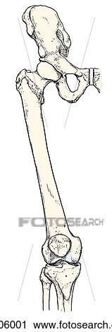 Bony landmarks pertaining to the anterior region of the thigh. View Large Illustration Clip Art - Bony landmarks pertaining to the anterior region of the thigh.. Fotosearch