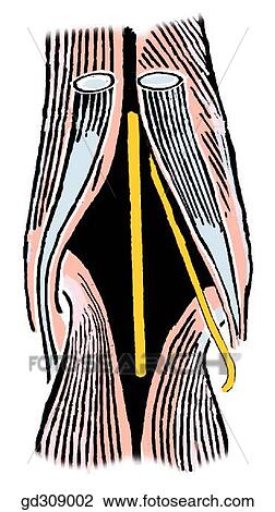 Boundaries of the diamond-shaped popliteal fossa. View Large Illustration Drawing - Boundaries of the diamond-shaped popliteal fossa.. Fotosearch