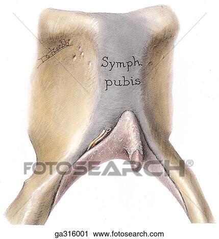 Clitoris, inferior view. View Large Illustration Clip Art - Clitoris, inferior view.. Fotosearch