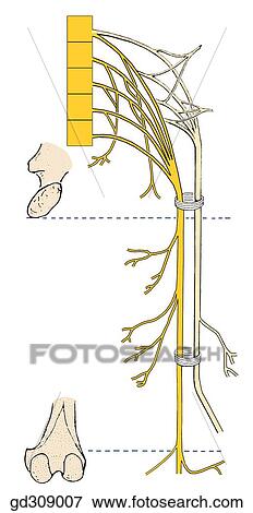 Contributions of the lumbosacral plexus to the gluteal nerves and to the sciatic nerve. Scheme of motor distribution of the sciatic nerve to the posterior muscle group of the thigh. View Large Illustration Stock Illustration - Contributions of the lumbosacral plexus to the gluteal nerves and to the sciatic nerve. Scheme of motor distribution of the sciatic nerve to the posterior muscle group of the thigh.. Fotosearch