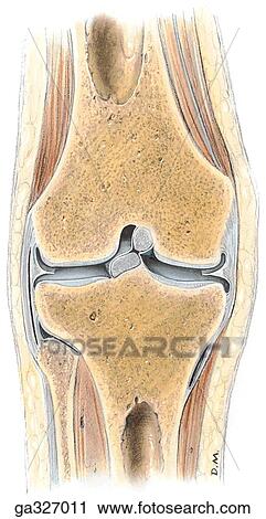Coronal section of knee. A. Section through intercondylar notch of femur, tibia and fibula. View Large Illustration Clip Art - Coronal section of knee. A. Section through intercondylar notch of femur, tibia and fibula.. Fotosearch