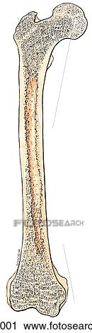 Coronal section through femur. A. Coronal section. View Large Illustration Clip Art - Coronal section through femur. A. Coronal section.. Fotosearch