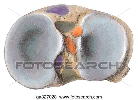 Stock Illustration - Cruciate ligaments. A. Attachments to tibia, superior view.. Fotosearch