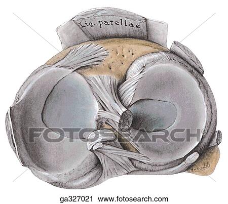 Clip Art - Cruciate ligaments and menisci. B. Menisci in situ, superior view.. Fotosearch