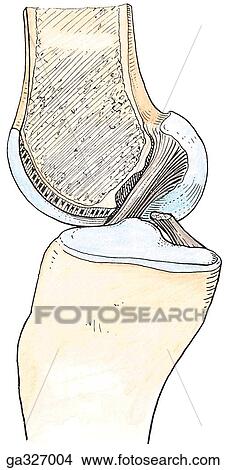 Cruciate Ligaments. B. Anterior cruciate ligament, medial view. View Large Illustration Stock Illustration - Cruciate Ligaments. B. Anterior cruciate ligament, medial view.. Fotosearch