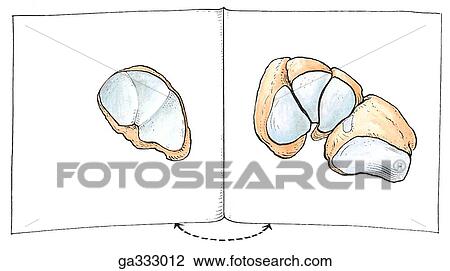 Cuneonavicular, cubonavicular, and tarsometatarsal joints. B. Bony surfaces of cuneonavicular and cubonaviculafoot joints. The anterior surface of the navicular bone are displayed as pages in a book. View Large Illustration Drawing - Cuneonavicular, cubonavicular, and tarsometatarsal joints. B. Bony surfaces of cuneonavicular and cubonaviculafoot joints. The anterior surface of the navicular bone are displayed as pages in a book.. Fotosearch