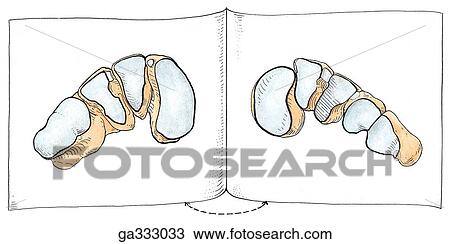 Cuneonavicular, cubonavicular, and tarsometatarsal joints. C. Bony surfaces of tarsometatarsal joints. The anterior surfaces of the cuboid and three cuneiform bones, and the posterior surfaces of the bases of the five metatarsal bones are displayed as pag View Large Illustration Drawing - Cuneonavicular, cubonavicular, and tarsometatarsal joints. C. Bony surfaces of tarsometatarsal joints. The anterior surfaces of the cuboid and three cuneiform bones, and the posterior surfaces of the bases of the five metatarsal bones are displayed as pag. Fotosearch