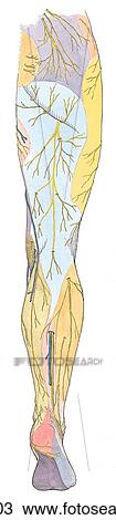 Drawing - Cutaneous nerves of lower limb. In B, the medial sural cutaneous nerve (sural is Latin for the calf) is joined just proximal to the ankle by a communicating branch of the lateral sural cutaneous nerve to form the sural nerve. The level of the junction i. Fotosearch