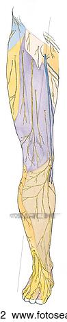 Cuteneous nerves of lower limb, anterior view. View Large Illustration Drawing - Cuteneous nerves of lower limb, anterior view.. Fotosearch