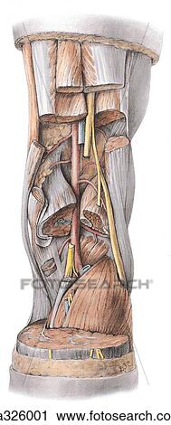 Clip Art - Deep dissection of popliteal fossa.. Fotosearch