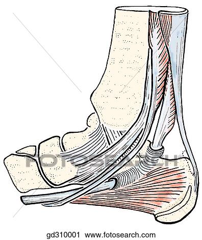 Clip Art - Deep structures on the medial side of the ankle.. Fotosearch