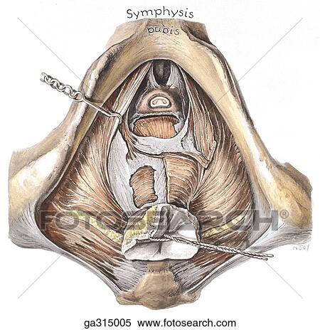 Dissection of male perineum. C. Levator ani coccygei muscles and