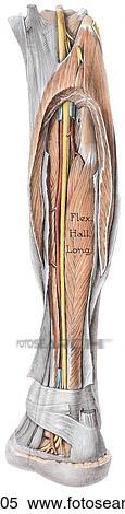 Dissection of posterior leg, deep compartment, posterior view. A. Superficial dissection. The tendo calcaneus (Achilles tendon) is divided and the gastrocnemius muscle and a horseshoe-shaped section of the soleus muscle are removed. View Large Illustration Stock Illustration - Dissection of posterior leg, deep compartment, posterior view. A. Superficial dissection. The tendo calcaneus (Achilles tendon) is divided and the gastrocnemius muscle and a horseshoe-shaped section of the soleus muscle are removed.. Fotosearch