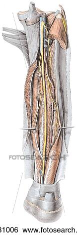 Dissection of posterior leg, deep compartment, posterior view. B. Deeper dissection. The soleus muscle is largely cut away, the two long digital flexors are pulled apart, and the posterior tibial artery is partly excised. View Large Illustration Stock Illustration - Dissection of posterior leg, deep compartment, posterior view. B. Deeper dissection. The soleus muscle is largely cut away, the two long digital flexors are pulled apart, and the posterior tibial artery is partly excised.. Fotosearch