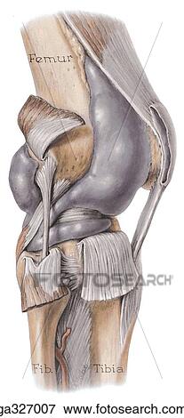 Stock Illustration - Distended knee joint, lateral view.. Fotosearch