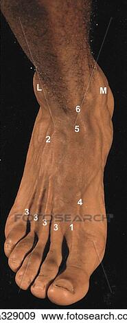 Dorsum of foot. A. Surface anatomy, posterolateral view. (Numbers refer to structures labeled in B). View Large Illustration Stock Illustration - Dorsum of foot. A. Surface anatomy, posterolateral view. (Numbers refer to structures labeled in B).. Fotosearch